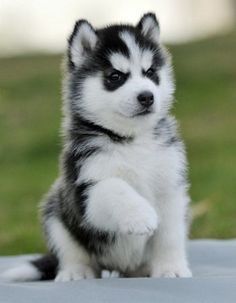 a black and white puppy sitting on top of a bed next to a green field