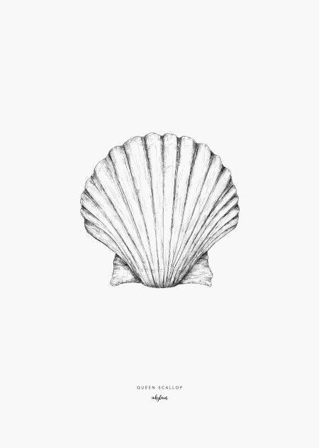 a black and white drawing of a scallop shell