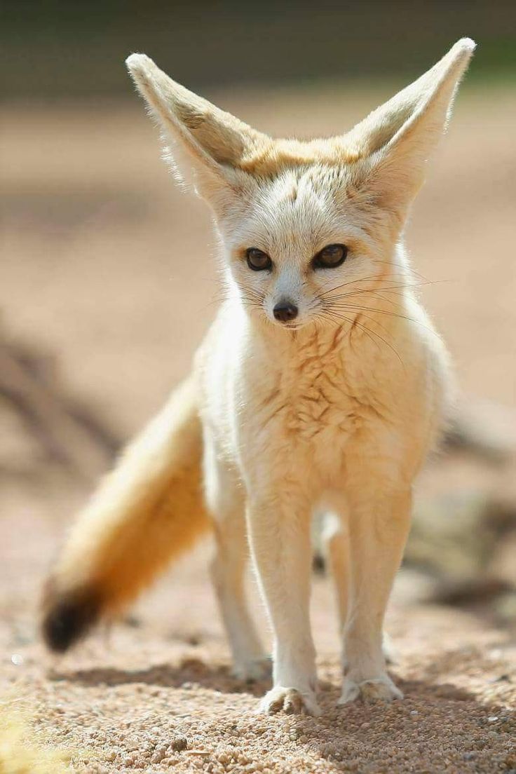 a small white fox standing on top of a dirt field