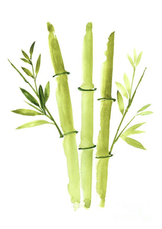 three bamboo stalks with green leaves on them in watercolor painting art print by awen studio