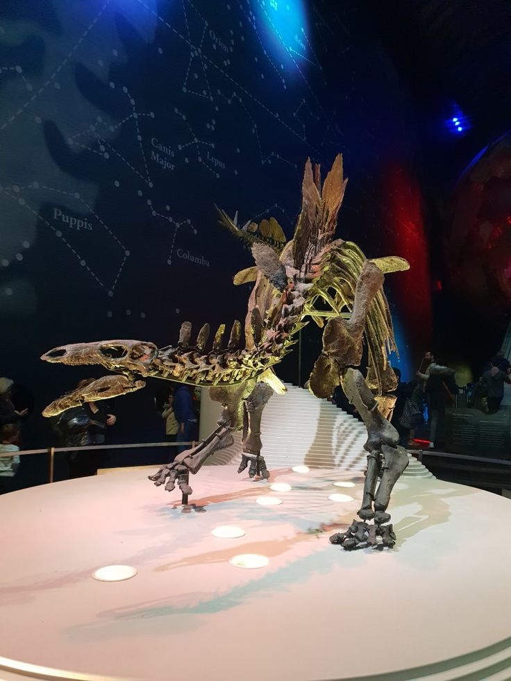 an artificial dinosaur on display in a museum