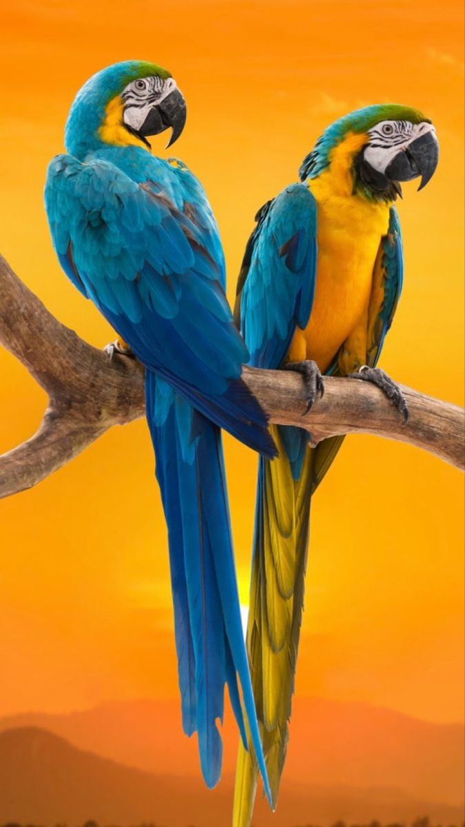 two blue and yellow parrots sitting on top of a tree branch in front of an orange sky