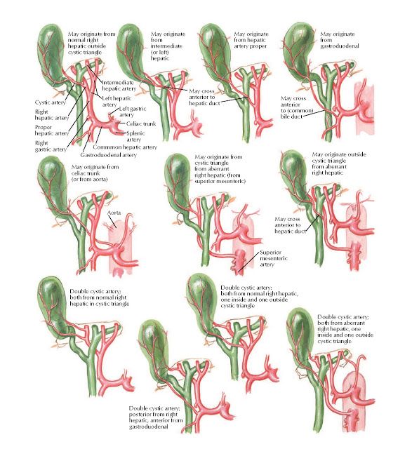 an image of different types of plants and their functions in the plant ...