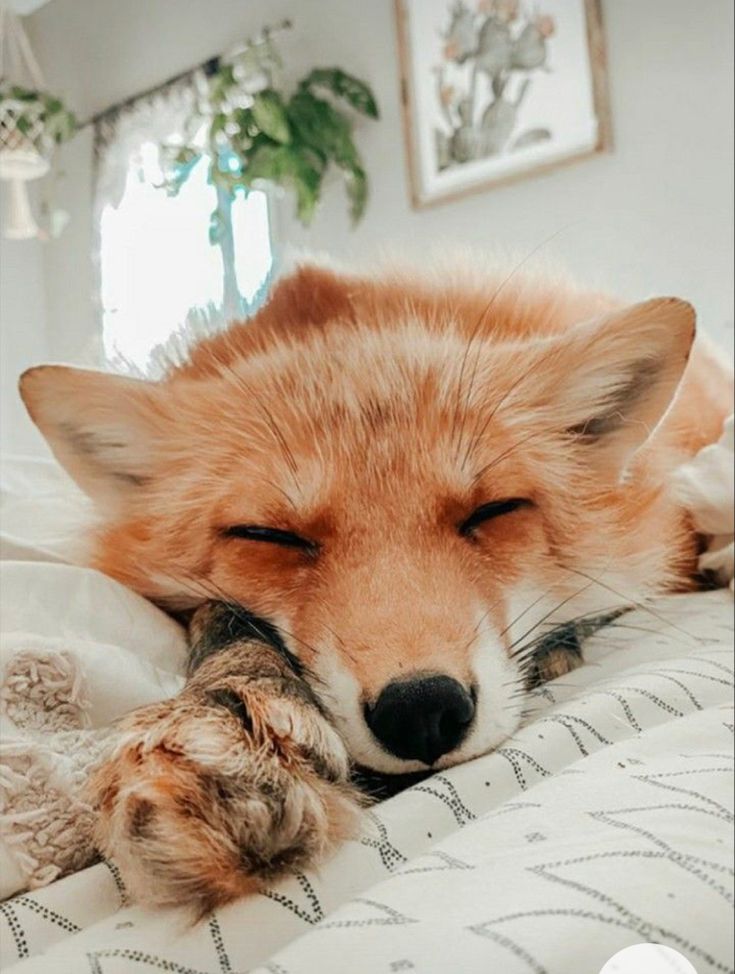 a red fox sleeping on top of a bed