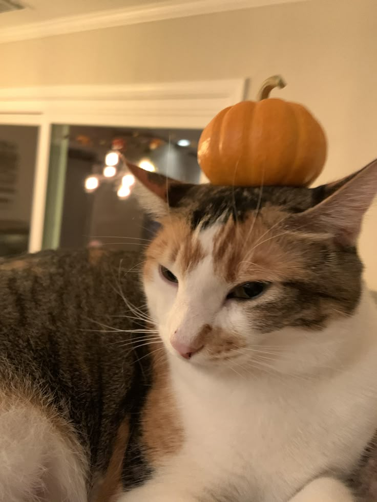 a cat with a pumpkin on top of it's head