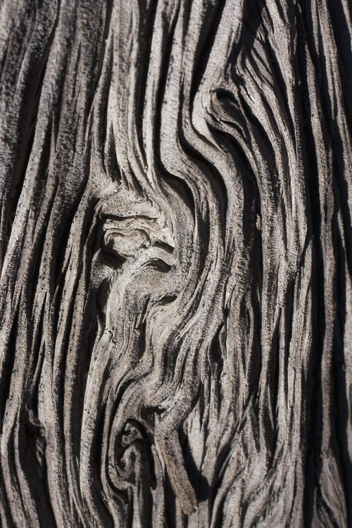 the bark of an old tree is very interesting