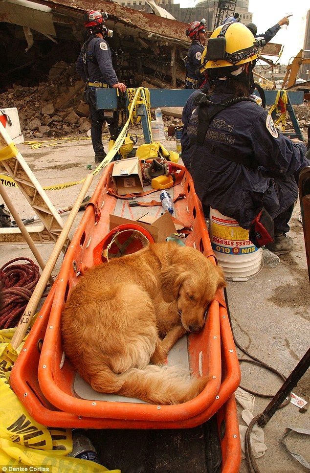 a brown dog laying on top of an orange boat next to other people and construction equipment