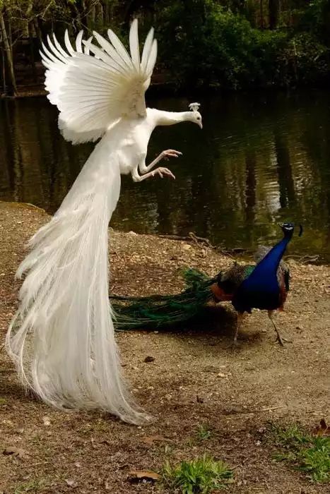 a white peacock with its wings spread out and another bird in the foreground near water