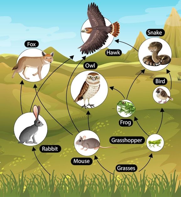 an animal life cycle with different animals and their names in the diagram above it is a grasshopper, raccoon, mouse, hawk, snake,