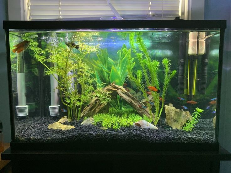 an aquarium filled with lots of green plants and fish swimming in it's tank