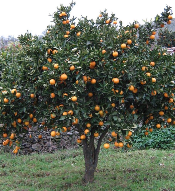 an orange tree with lots of fruit growing on it