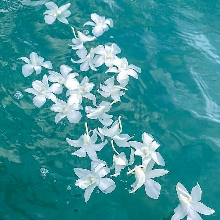 some white flowers floating in the water