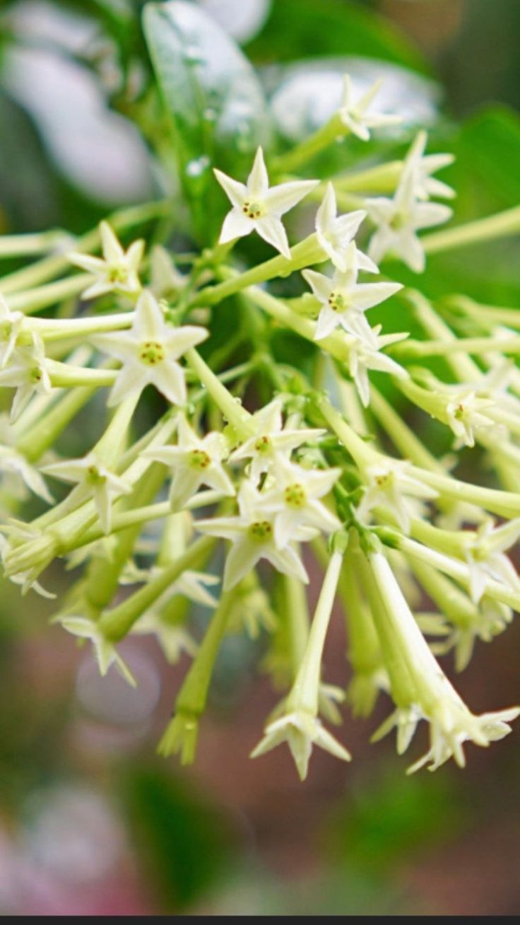 the flowers are blooming on the tree outside in the day time and it's hard to tell what kind of flower this plant is