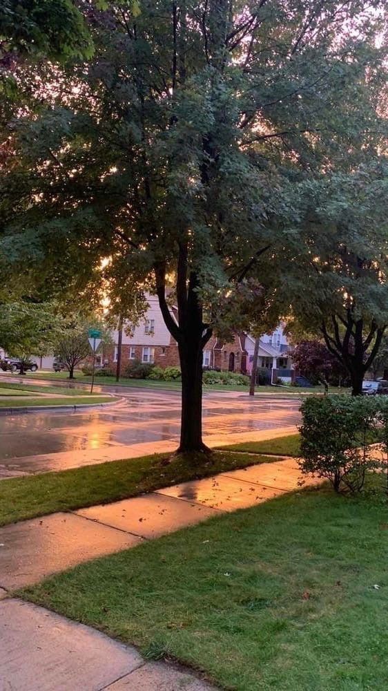 an empty street with trees and grass in the rain