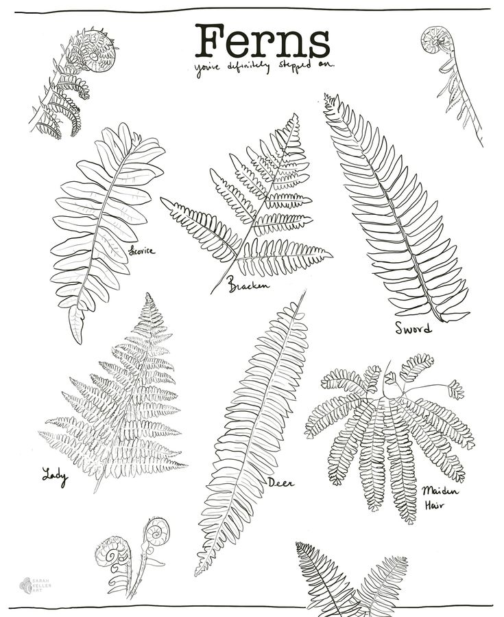 ferns and other plants are shown in this black and white drawing, with the words ferns