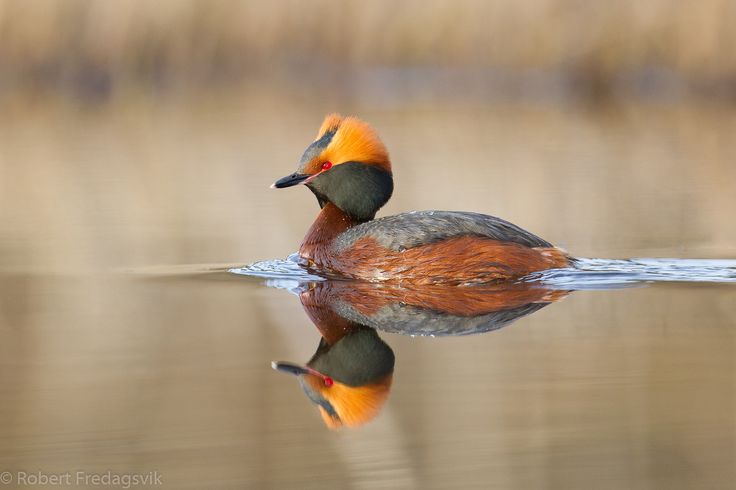 two birds sitting on top of a body of water