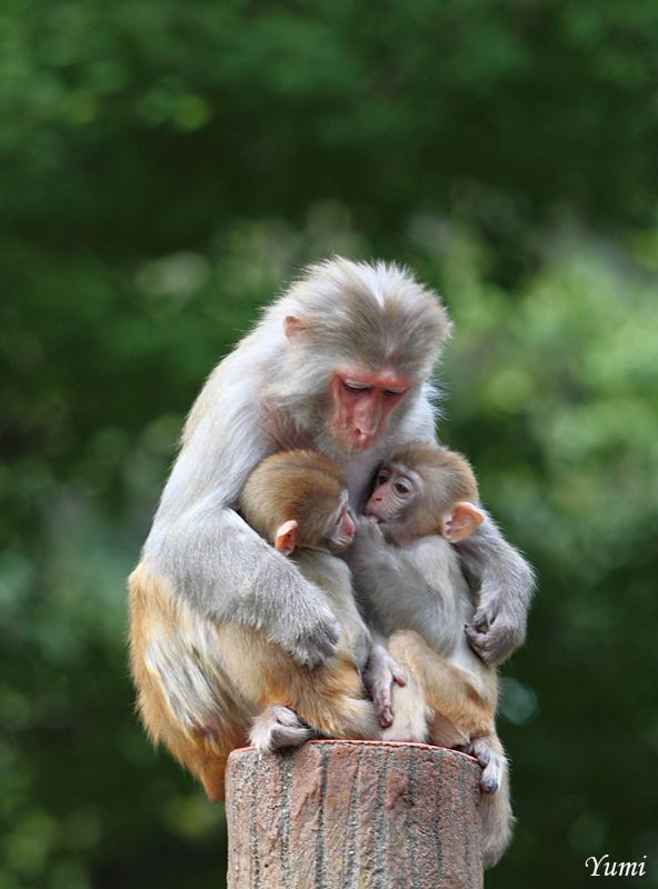 two monkeys sitting on top of a wooden post next to each other in front of trees