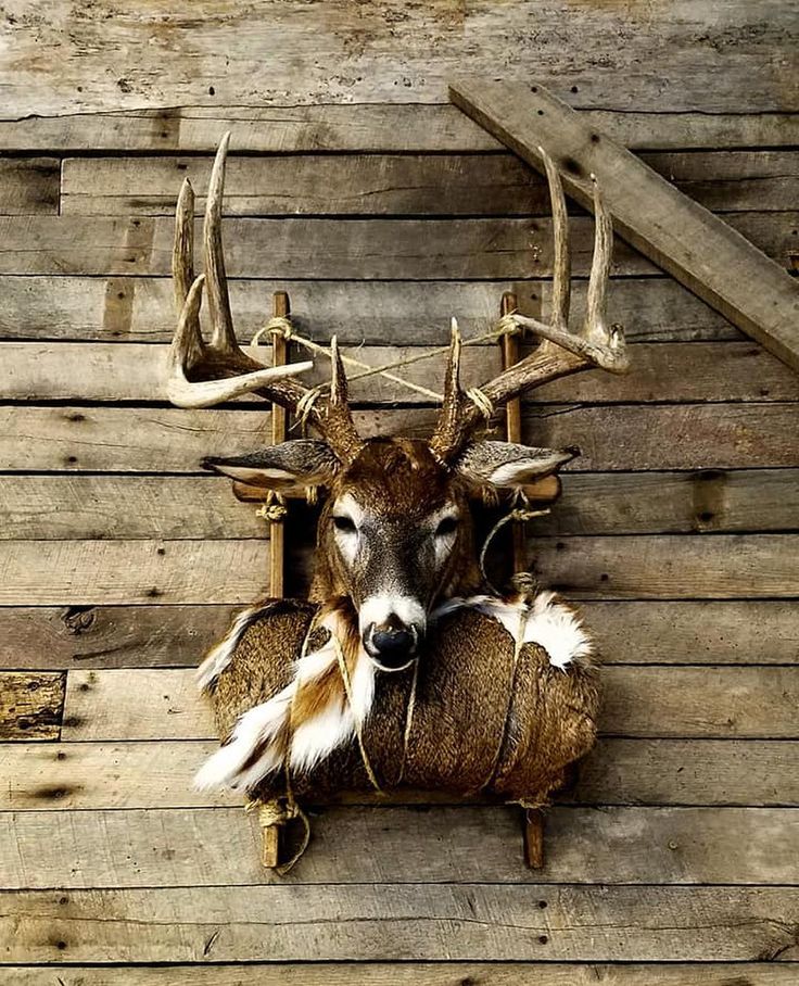 a deer head mounted to the side of a wooden wall with antlers on it