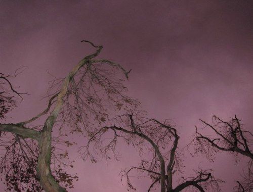 trees against a purple sky at night with no leaves on the branches and one tree without leaves