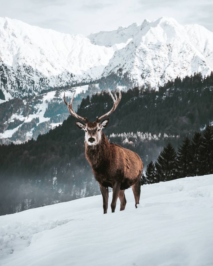 a deer standing on top of a snow covered slope with mountains in the back ground