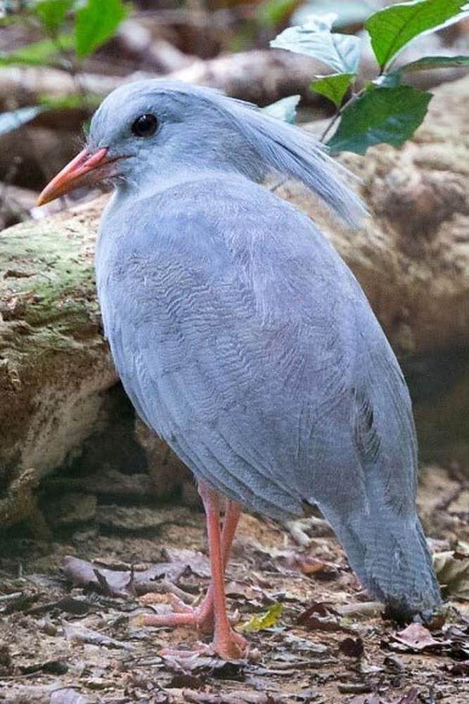 a blue bird standing on the ground next to a tree branch and leafy branches