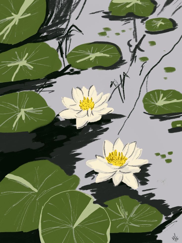 two white water lilies floating on top of a pond