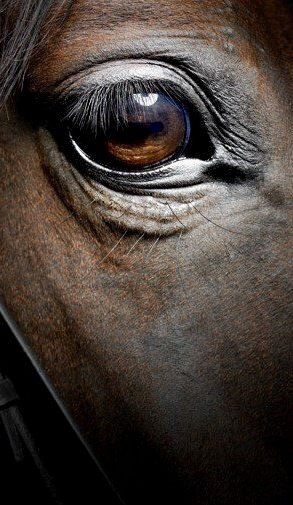 the eye of a brown horse is shown