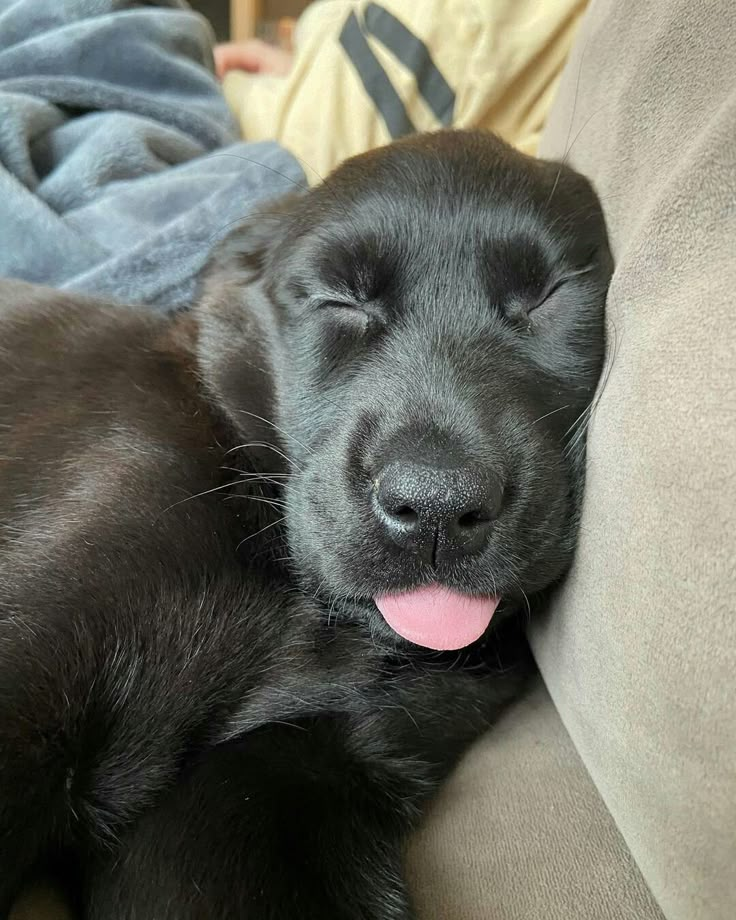 a close up of a dog laying on a couch with its tongue out and it's eyes closed