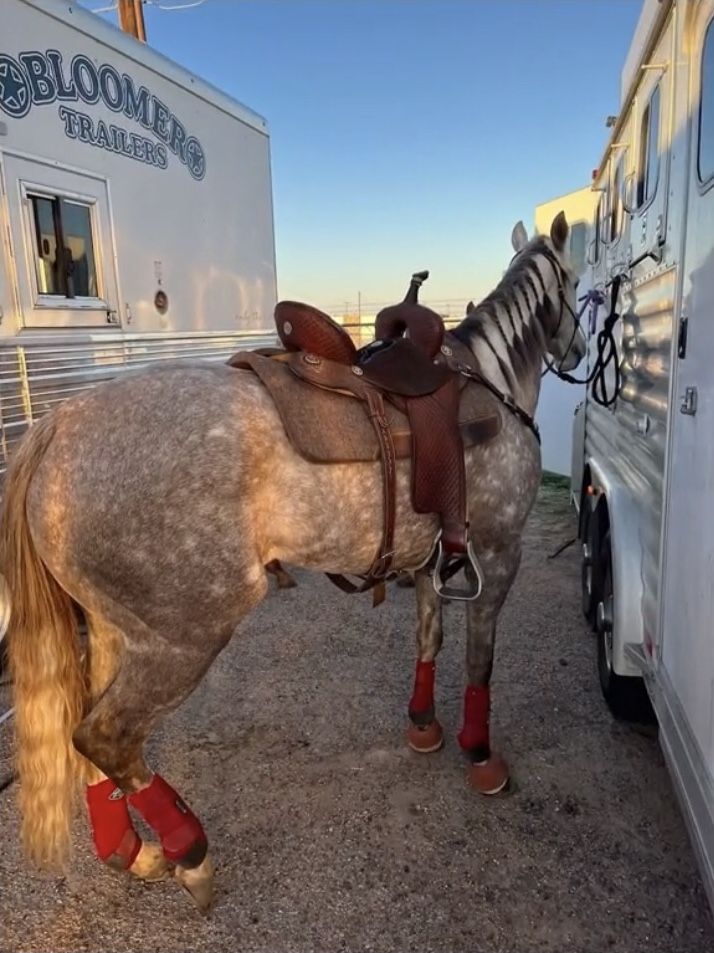 a horse wearing red boots standing next to a trailer