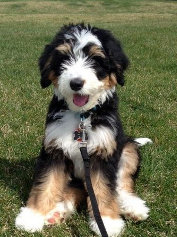 a black and white dog sitting in the grass