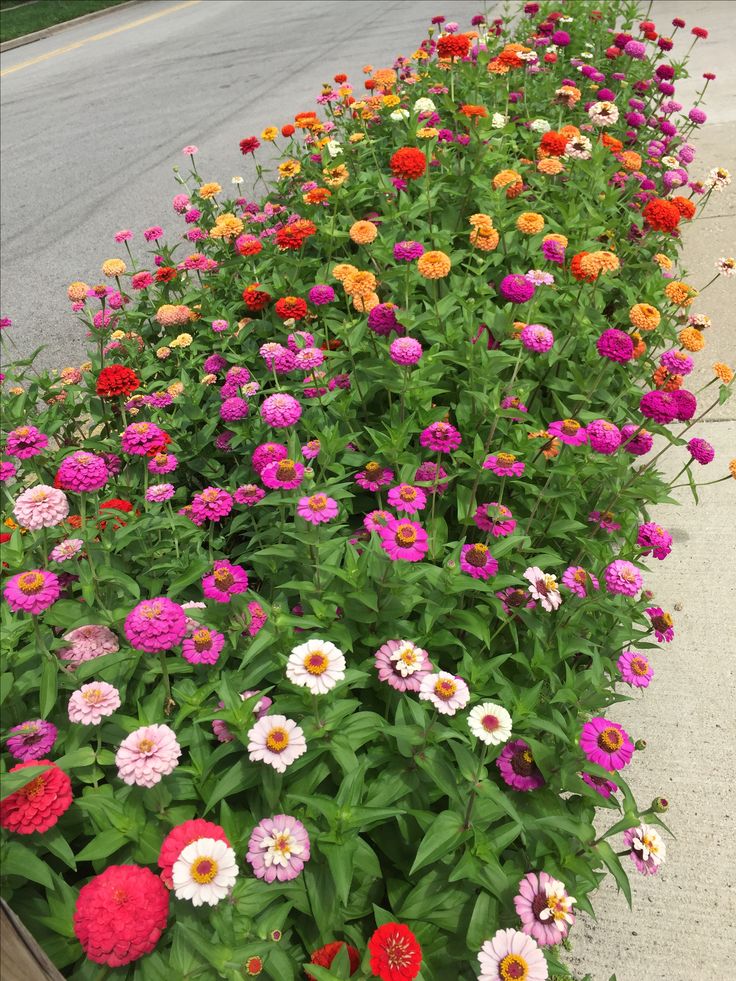 colorful flowers line the side of a road