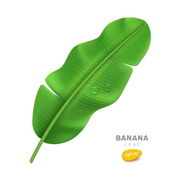 a banana leaf with drops of water on the top and below it is an orange sticker that says banana leaf