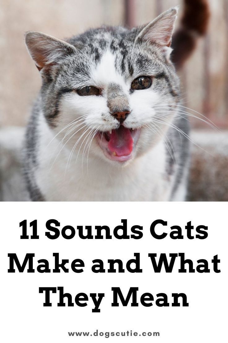 a cat with its mouth open and the words 11 sounds cats make and what they mean