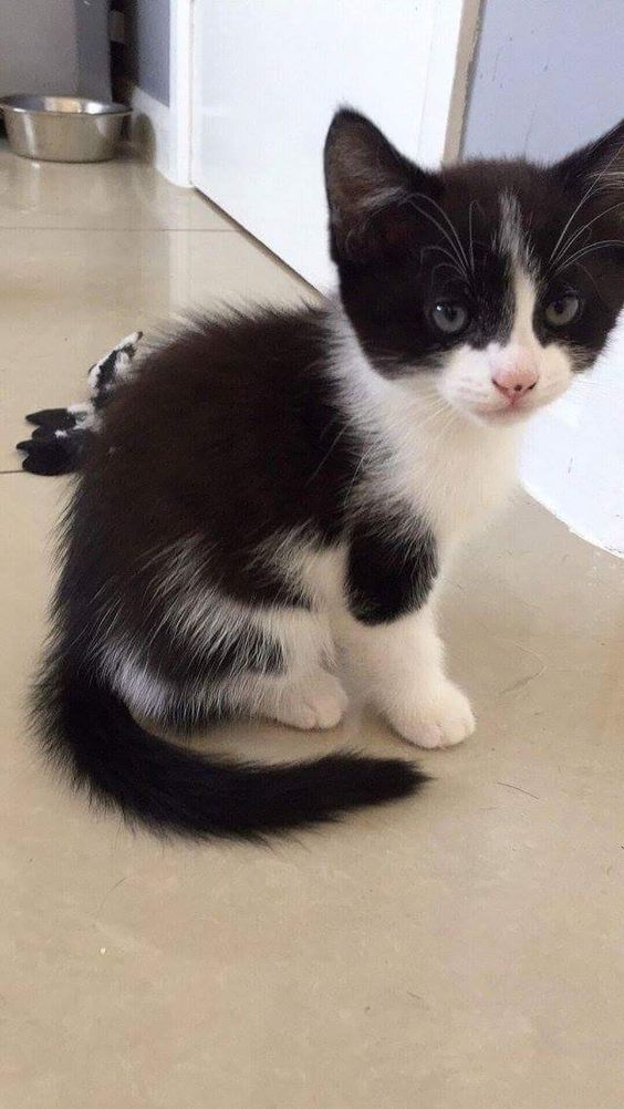 a black and white kitten sitting on the floor