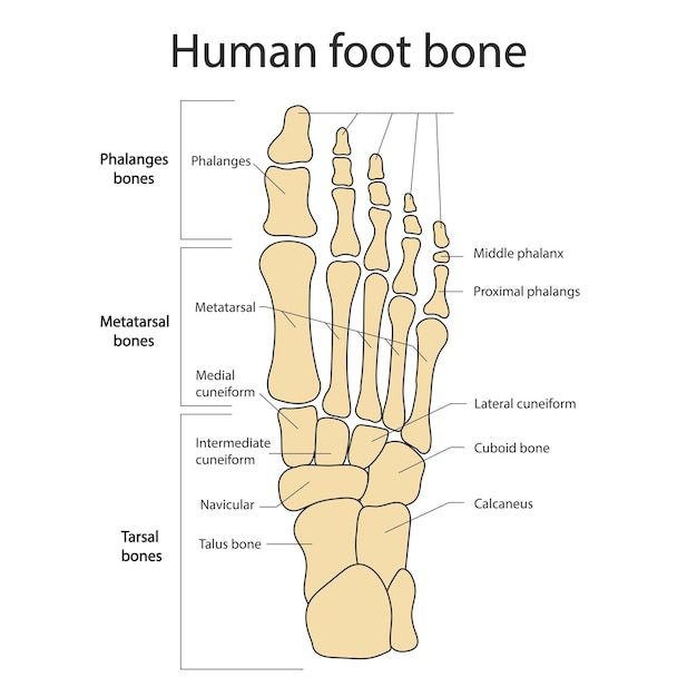 the human foot and bones with labels