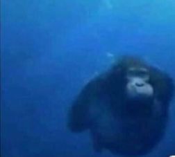 a gorilla is swimming in the water