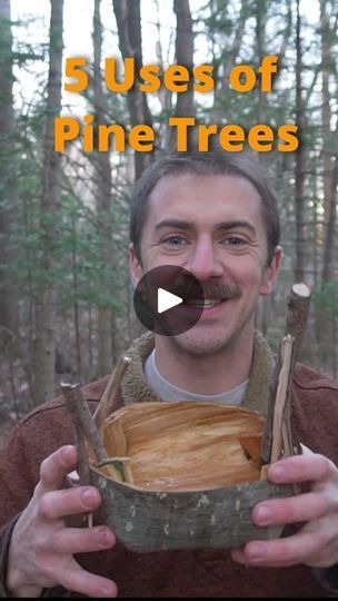 a man holding up a pine tree in the woods with text that reads, 5 uses of pine trees