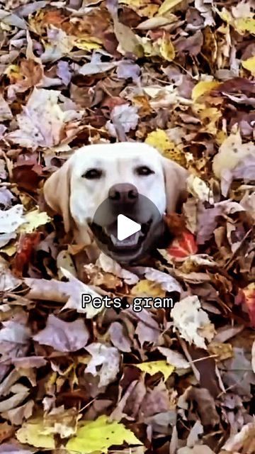 a dog is laying in the leaves with its mouth open