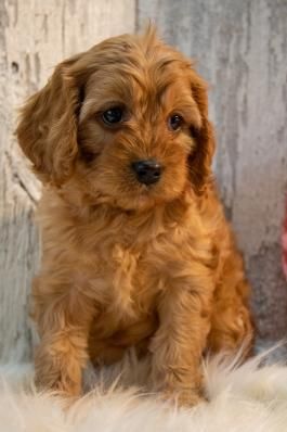 a small brown dog sitting on top of a white fluffy rug next to a wooden wall