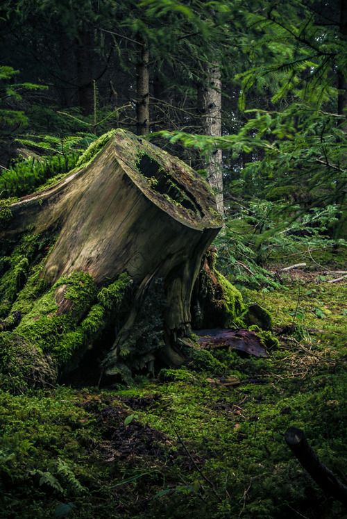 an old tree stump in the woods with moss growing on it's sides and trees around it