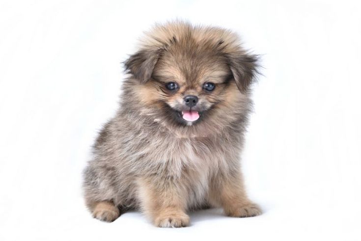 a small dog sitting on top of a white floor