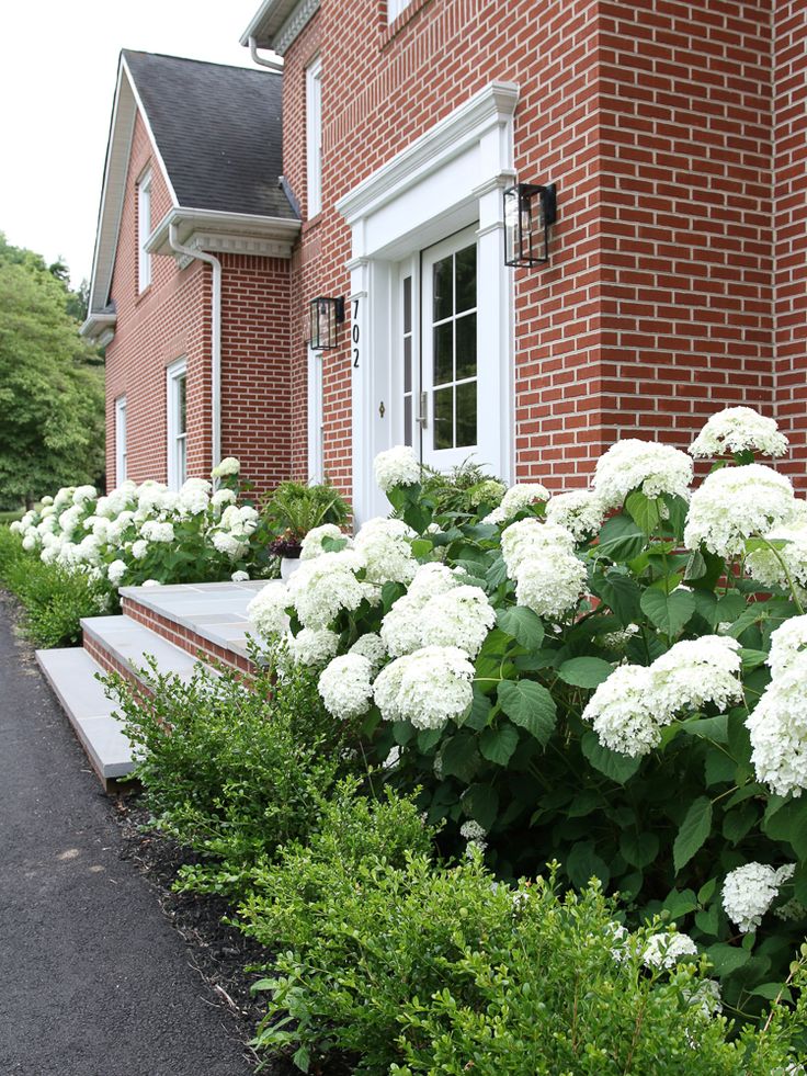 white hydrangeas line the side of a red brick house with steps leading up to it