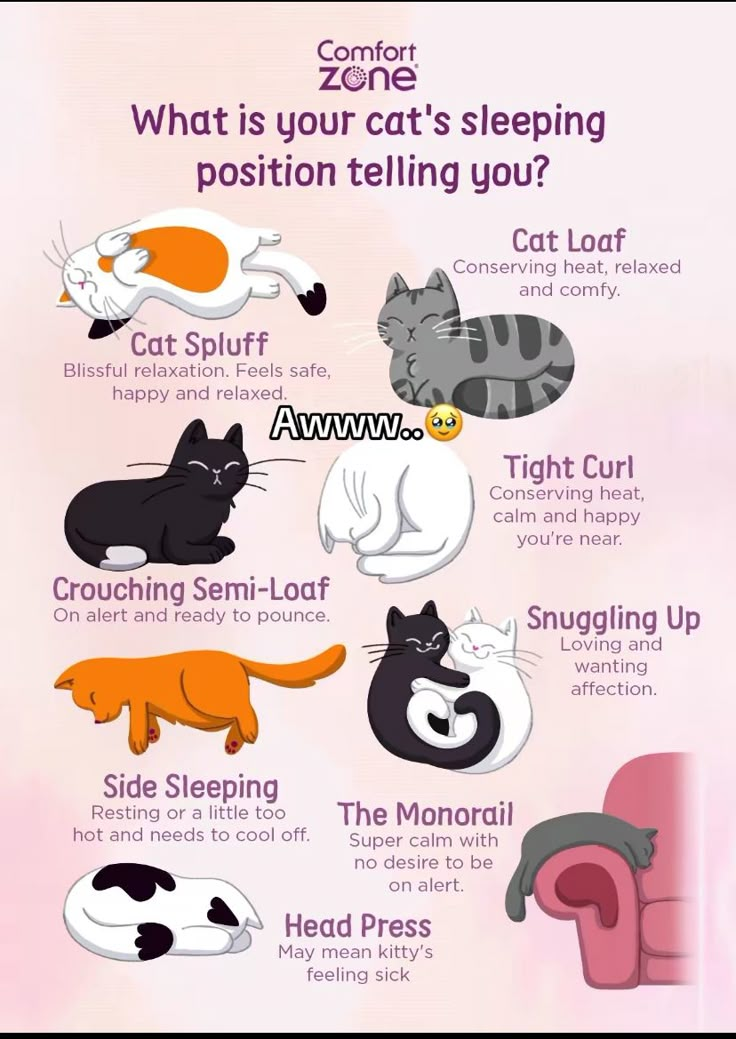 the cat's sleeping position is shown in this graphic diagram, which shows how to use