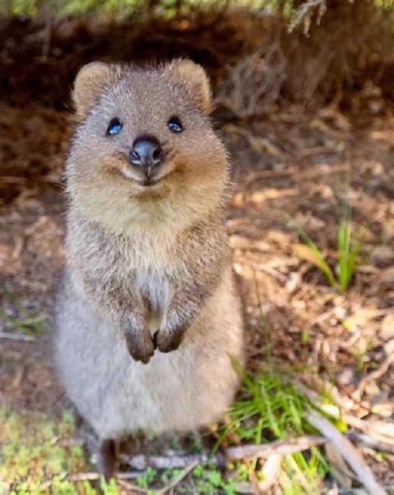 a small animal standing on its hind legs in the grass and looking at the camera