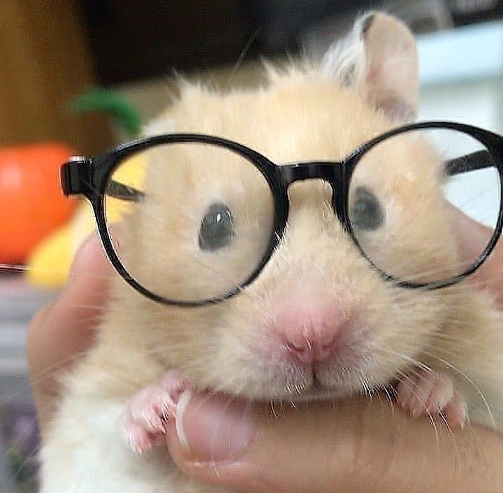 a hamster with glasses on it's face in front of a persons hand