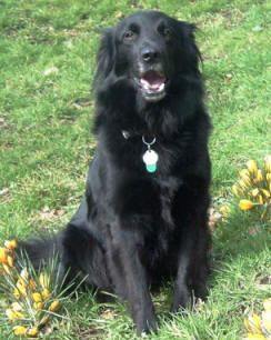 a large black dog sitting in the grass