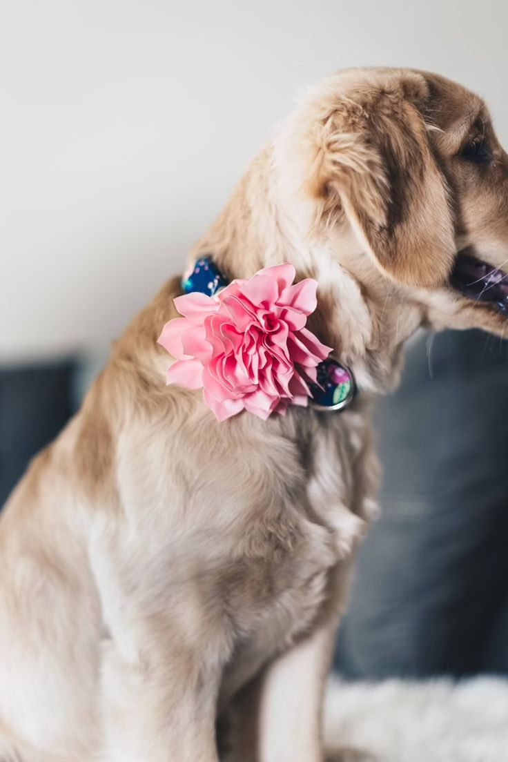 a dog with a pink flower on its collar