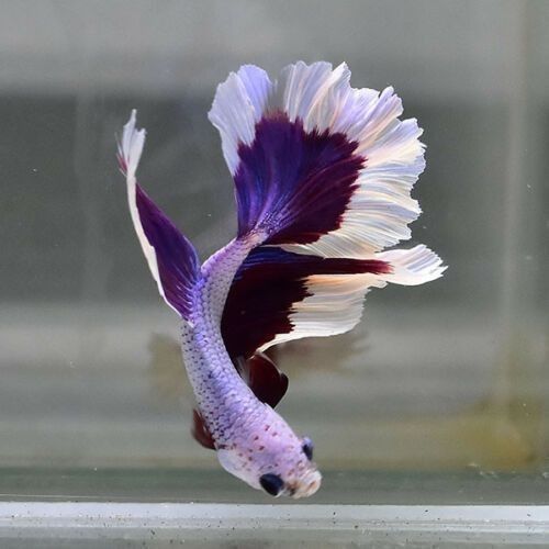 a purple and white siamese fish in an aquarium with its tail extended to the side