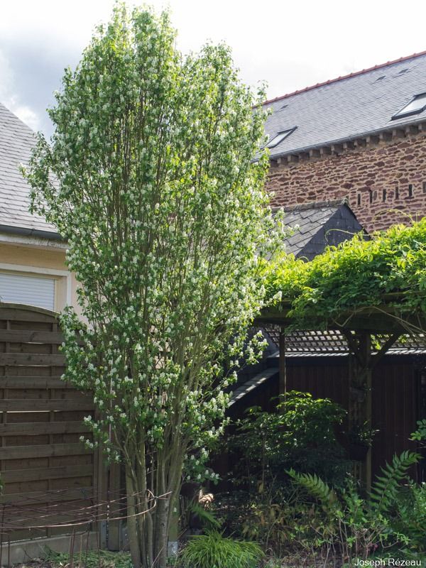 a tree in the middle of a yard next to a brick building with a wooden fence