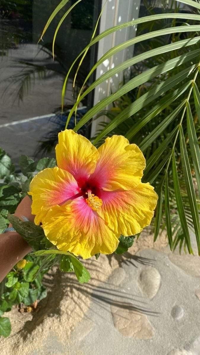 a yellow and pink flower sitting on top of a palm tree next to a building